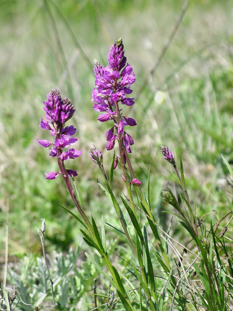 Изображение особи Polygala cretacea.