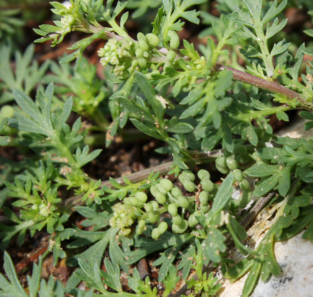 Image of Coronopus didymus specimen.