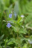 Veronica vindobonensis