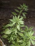 Parietaria officinalis. Цветущее растение. Крым, Бахчисарай, Чуфут-Кале. 06.06.2014.