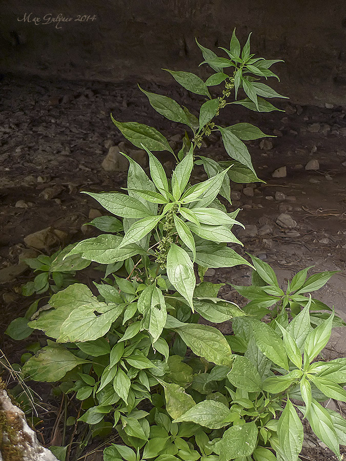 Изображение особи Parietaria officinalis.