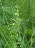 Galium boreale. Верхушка цветущего растения. Украина, Львовская обл., Бориславский горсовет, пгт Сходница, луг на склоне. 09.06.2014.