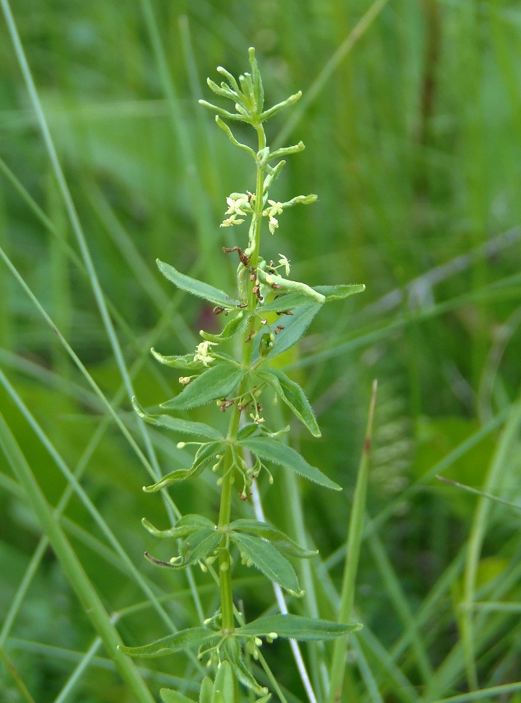 Image of Galium boreale specimen.