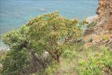 Arbutus andrachne. Взрослое цветущее дерево на приморском осыпном склоне. Крым, окр. Ялты, заповедник Мыс Мартьян. 13 мая 2014 г.