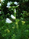 Malva moschata