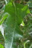 Picris hieracioides. Часть листа (вид снизу). Крым, Байдарская долина. 19 июля 2009 г.