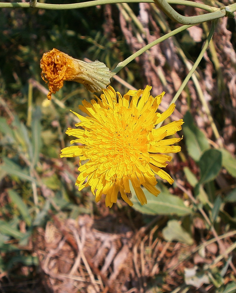 Image of Sonchus arvensis ssp. uliginosus specimen.