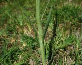 Thesium compressum
