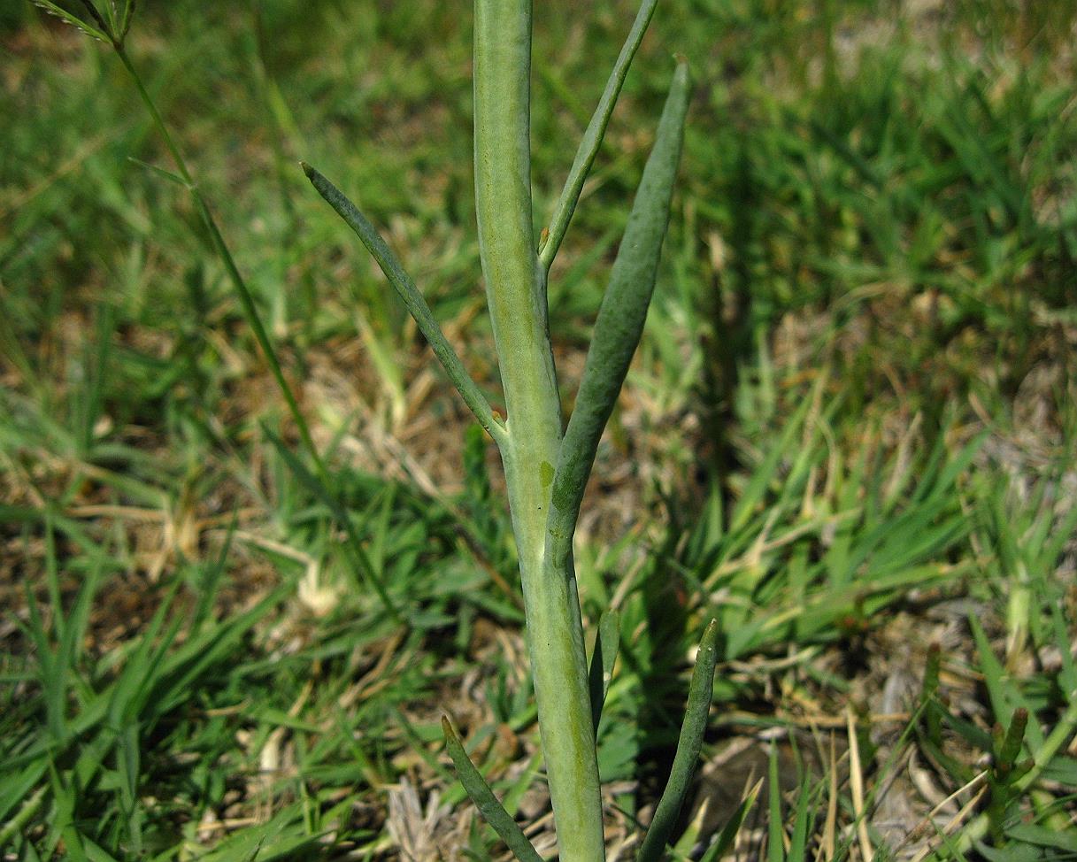 Image of Thesium compressum specimen.