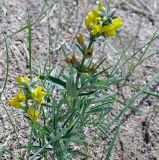 Thermopsis lanceolata