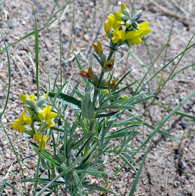 Изображение особи Thermopsis lanceolata.