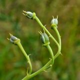 Aconitum coreanum
