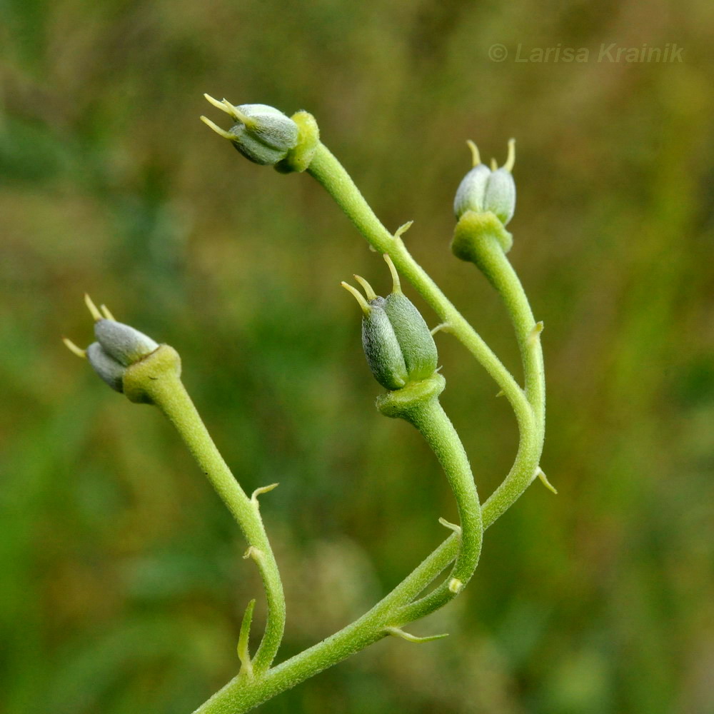 Изображение особи Aconitum coreanum.