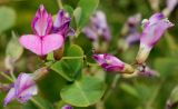 Lespedeza bicolor