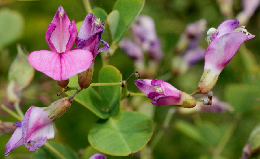Image of Lespedeza bicolor specimen.