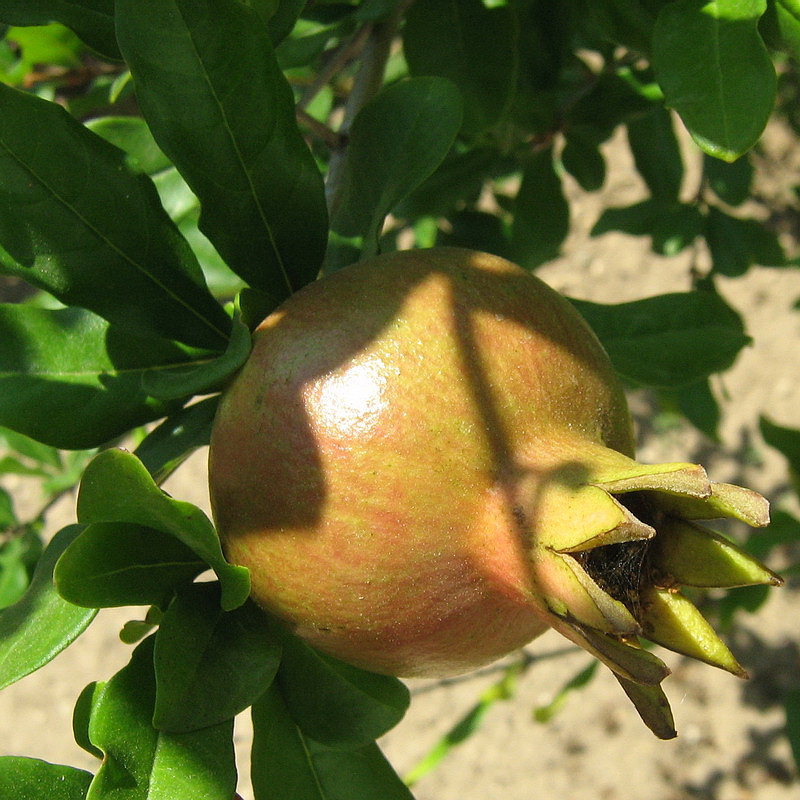 Image of Punica granatum specimen.