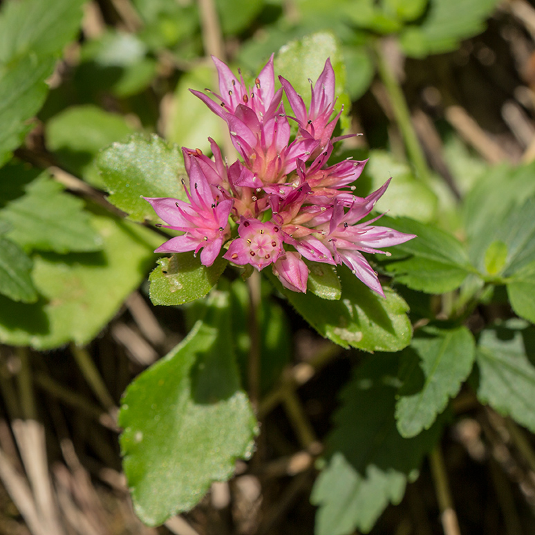 Image of Sedum spurium specimen.