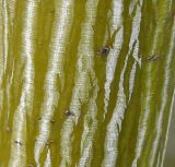 Acer tegmentosum