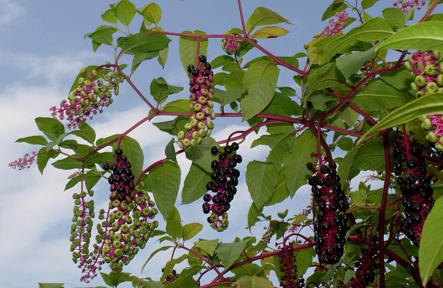 Изображение особи Phytolacca americana.