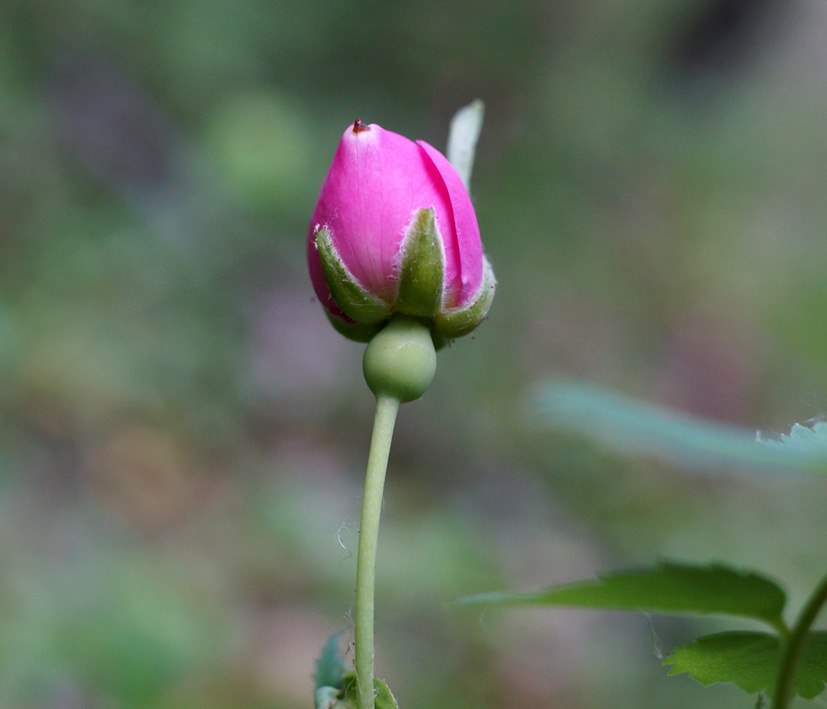 Изображение особи Rosa davurica.