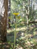 Hieracium virgultorum. Верхняя часть цветущего растения. Крым, Ялта, ущелье Уч-Кош. 05.08.2009.