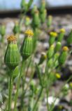 Senecio dubitabilis