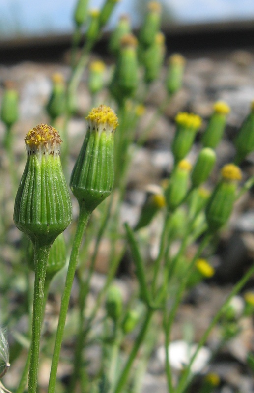 Изображение особи Senecio dubitabilis.