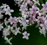 Valeriana coreana