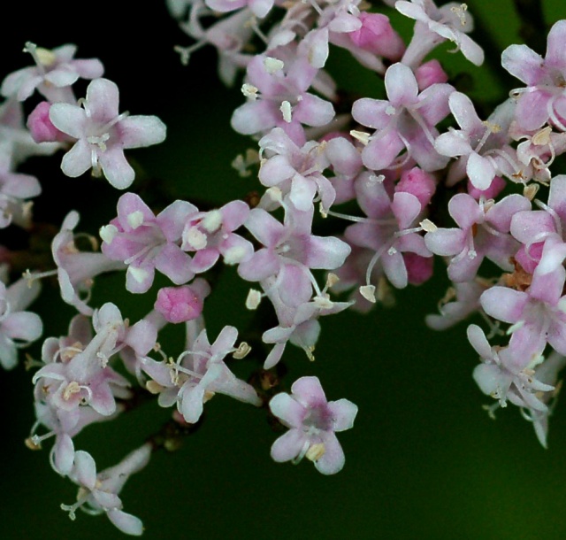 Изображение особи Valeriana coreana.