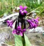 Primula nivalis