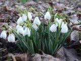 Galanthus alpinus