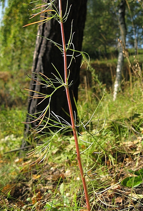 Изображение особи Artemisia commutata.