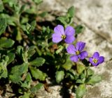 Aubrieta × cultorum. Побеги с цветками. Московская обл., Раменский р-н, окр. дер. Хрипань, дачный участок. 30.05.2009.