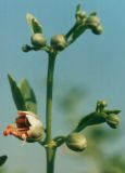 Zygophyllum fabago. Верхушка побега с цветком и бутонами. Крым, конец июня.
