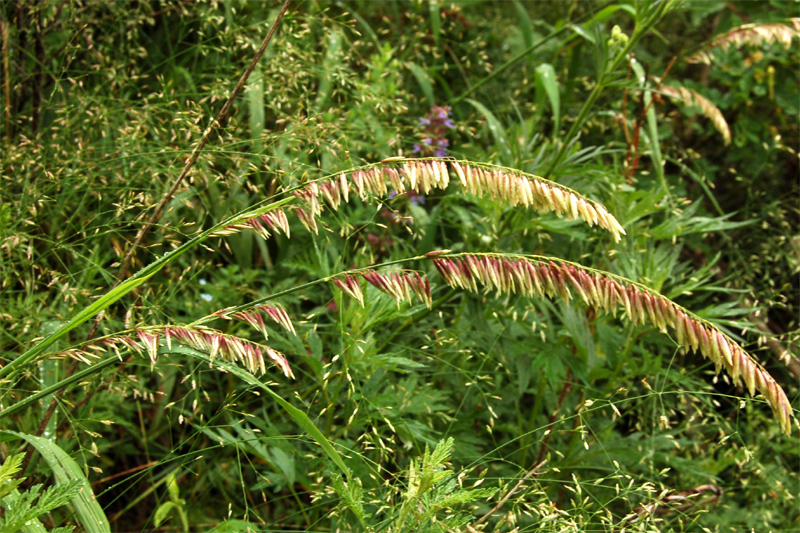 Image of Melica altissima specimen.