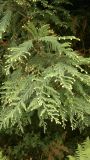 Sequoia sempervirens