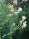 Centaurea chrysocephala. Веточки с соцветиями. Греция, Метеоры. 08.06.2009.