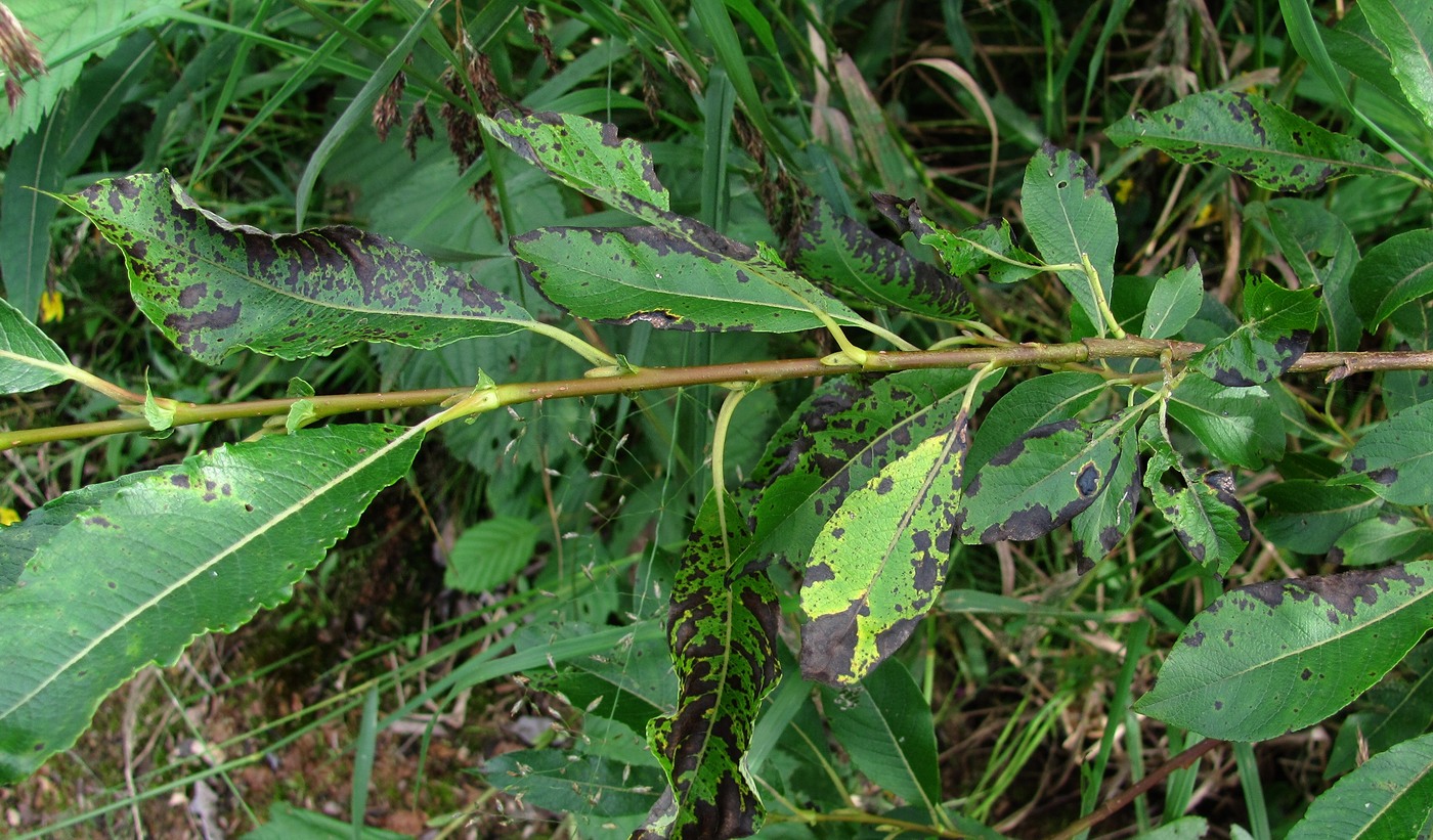 Изображение особи Salix × tetrapla.