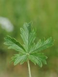 Potentilla argentea