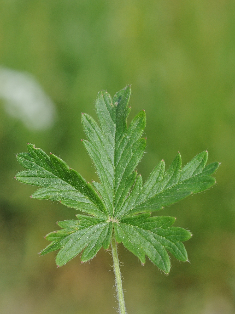 Изображение особи Potentilla argentea.