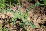 Astragalus camptoceras. Цветущее растение. Узбекистан, Ташкентская обл., окр. г. Газалкент. 19.04.2015.