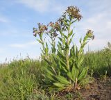 Hesperis tristis. Цветущее растение. Краснодарский край, м/о Анапа, окр. станицы Благовещенская, песчано-глиняный холм. 26.04.2015.