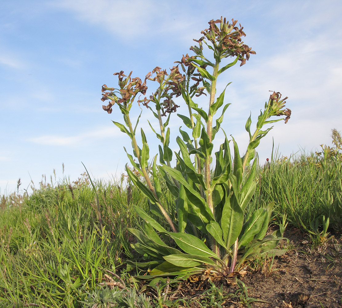 Image of Hesperis tristis specimen.