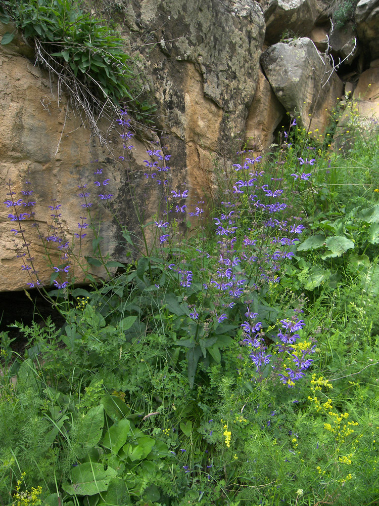 Image of Salvia kuznetzovii specimen.