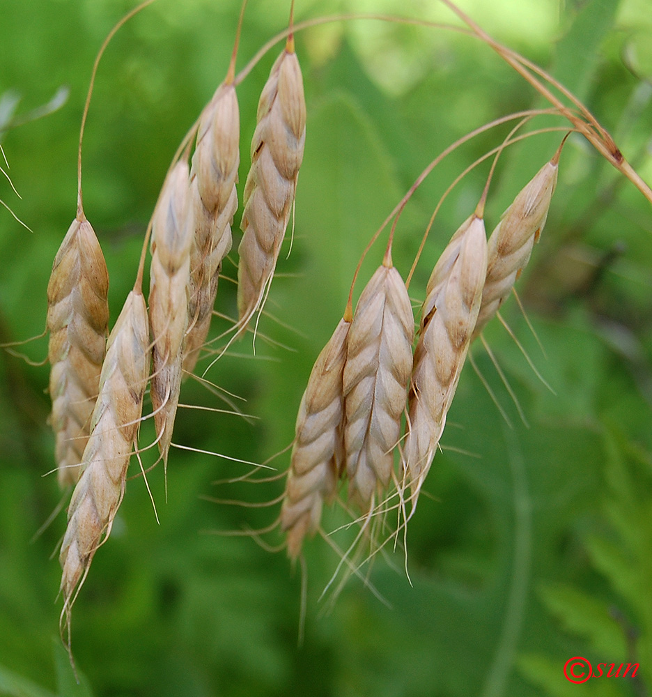 Image of Bromus squarrosus specimen.