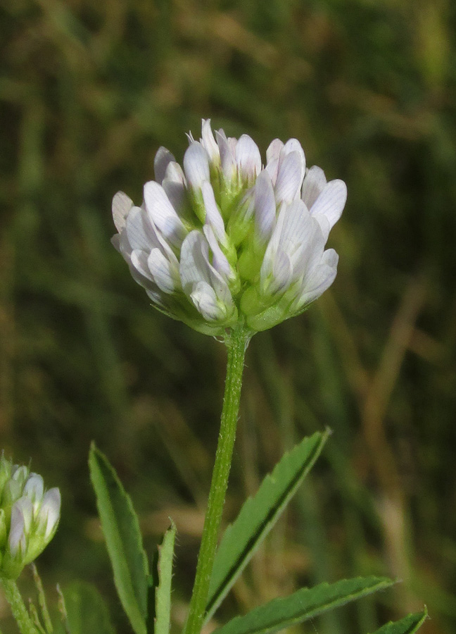 Image of Trigonella procumbens specimen.