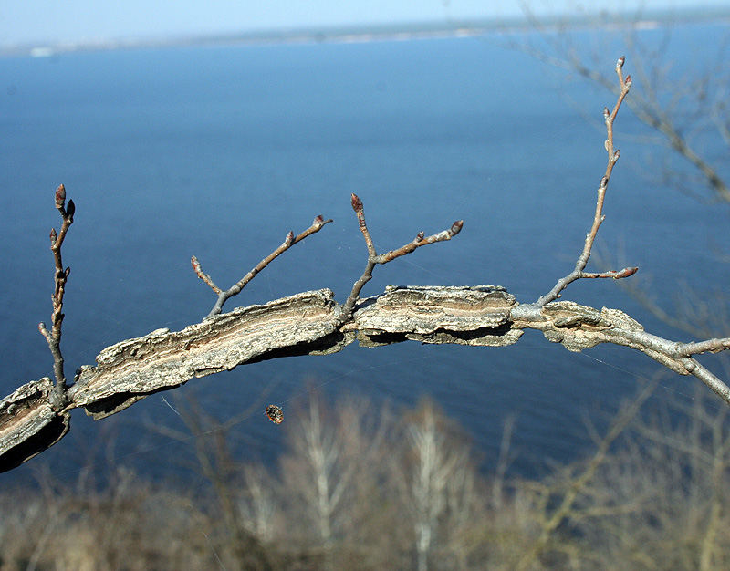 Image of Ulmus minor specimen.