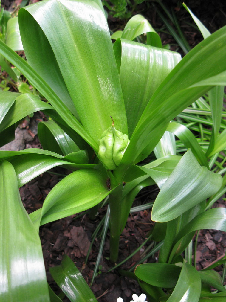 Изображение особи Colchicum speciosum.