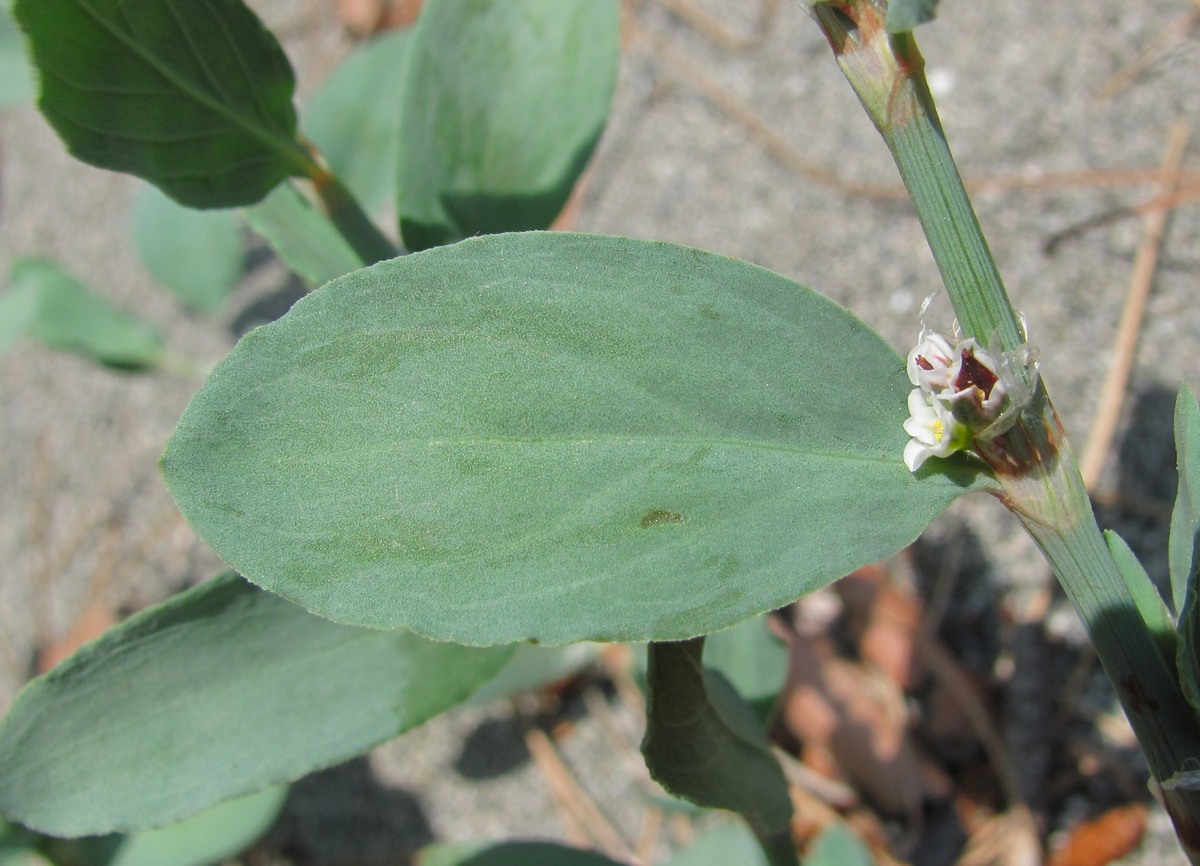 Image of Polygonum maritimum specimen.