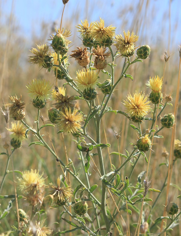 Image of Centaurea salonitana specimen.